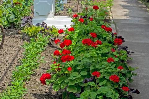 Pelargonium in the yard Stock Photos