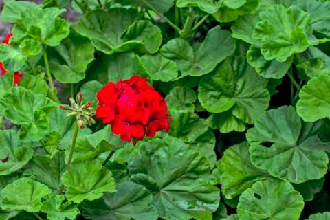 Pelargonium in the yard Stock Photos
