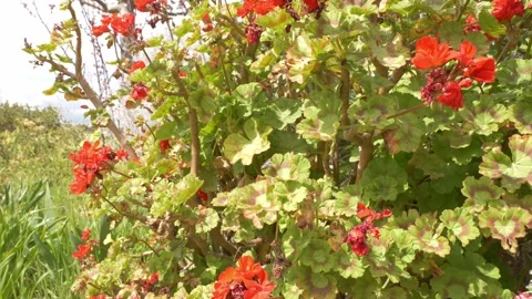 Pelargonium Zonale, Zonal Geranium In The Barossa Valley, Australia. Close-up Vidéo 333662729