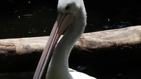 Pelecanus conspicillatus Stock Footage 258444070