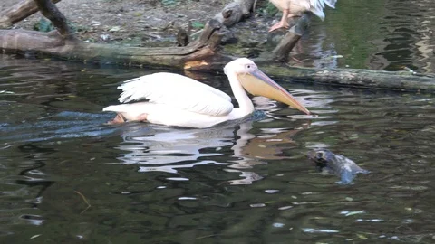 Pelecanus onocrotalus also known as the eastern white pelican Stock Footage 97774609