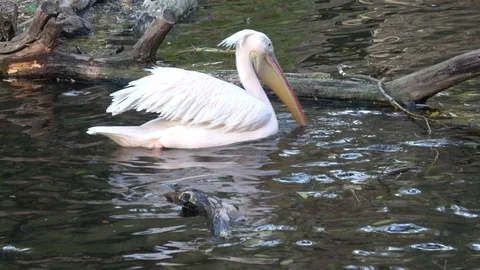 Pelecanus onocrotalus also known as the eastern white pelican, rosy pelican 스톡 동영상 97774641