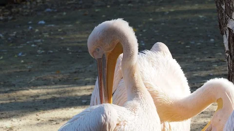 Pelecanus onocrotalus also known as the eastern rosy pelican or white pelican. Video stock 111466957