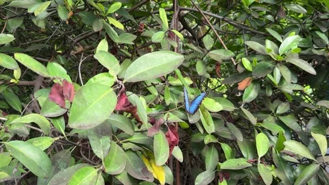 Peleides blue morpho butterfly Stock Footage 284450937