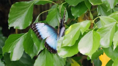 Peleides Blue Morpho, Common Morpho, or The Emperor (Morpho peleides) mating. Stock Footage 11439264