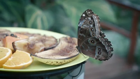 Peleides Blue Morpho, Morpho peleides butterfly is sitting on a plate. Stock Footage 236569907
