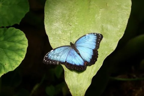 Peleides Blue Morpho - Morpho peleides - tropical butterfly sitting on green Foto stock
