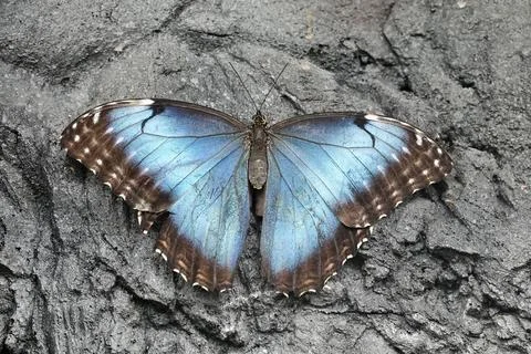 Peleides Blue Morpho - Morpho peleides - tropical butterfly sitting on dark tree Stock Photos