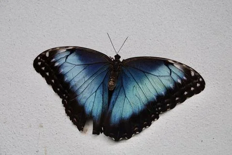 Peleides Blue Morpho - Morpho peleides - tropical butterfly sitting on white Stock Photos