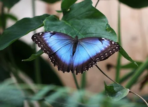 Peleides blue morpho - Morpho peleides Stock-Fotos