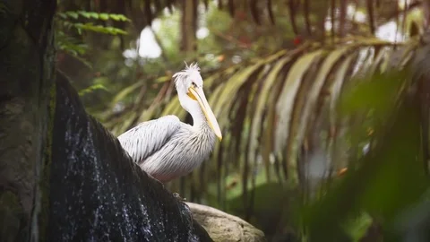 Pelian Perched at the Brink of an Artificial Waterfall Stock-Footage 84484289