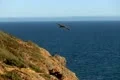 Pelican 03 Slow Motion 240fps High Speed Malibu Footage