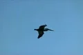 Pelican 04 Slow Motion 240fps High Speed Footage