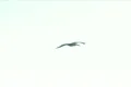 Pelican 05 Slow Motion 240fps High Speed Footage