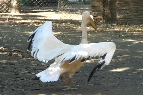 Pelican 6  動画素材 364959