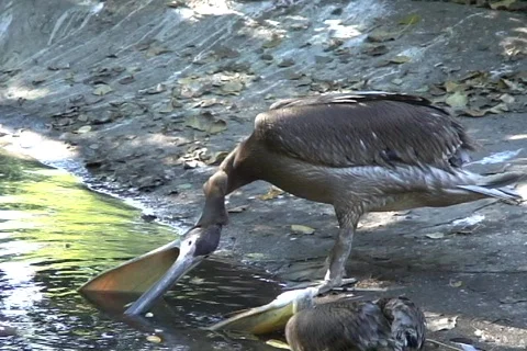 Pelican 8  動画素材 361235