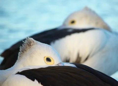 Pelican abstract Stock Photos