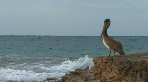 Pelican alone by sea Stock Footage