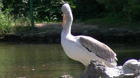 Pelican and the audience Stock Footage 8911840