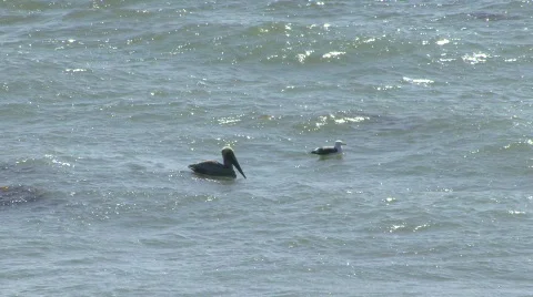 Pelican and seagull floating Stock Footage 700871