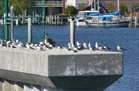 Pelican and Seagulls Stock Photos