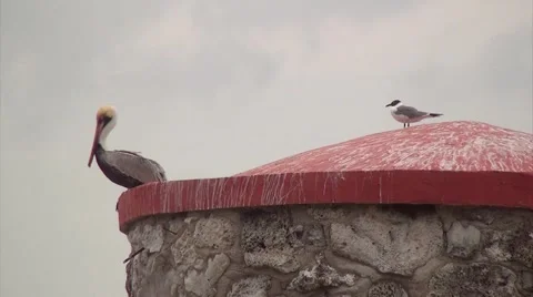 A PELICAN AND A TERN Stock Footage 50660807
