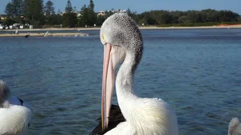 Pelican Australia Видео 121957697