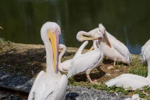 Pelican from back with a small group Stock Photos