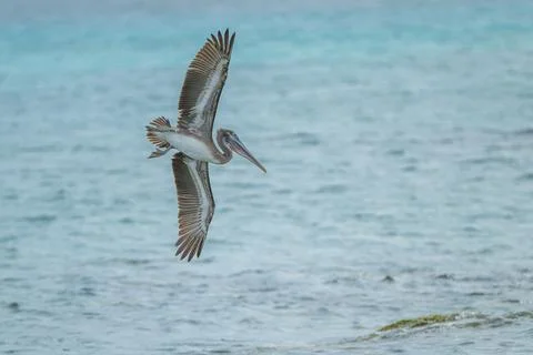 Pelican banking in flight Stock Photos