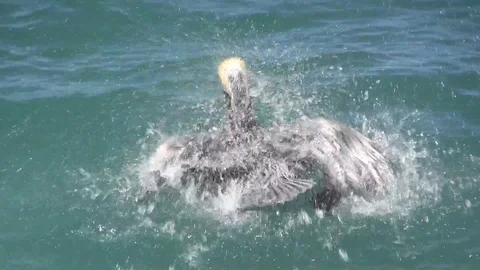 Pelican Bath Stock Footage 88632979