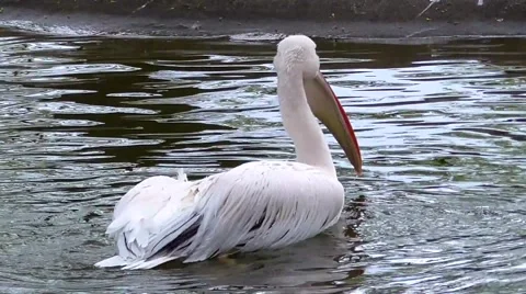 Pelican bathing and preening its feathers Stock-Footage 49525098
