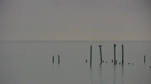 Pelican Beach Video stock 562180