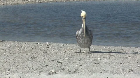 Pelican on the beach Video stock 7751503