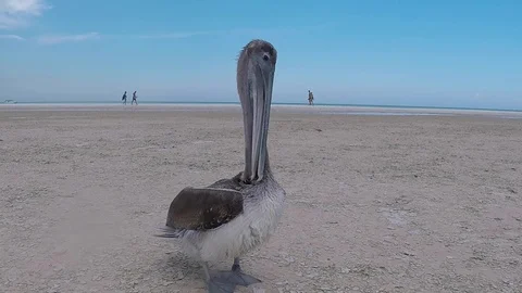 Pelican on Beach Stock Footage 100160315