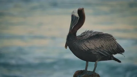 Pelican at the beach Stock Footage 272161805