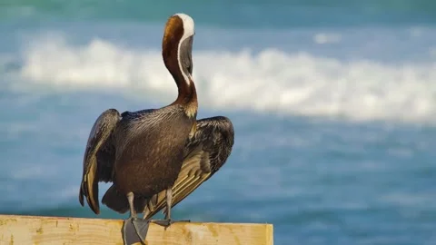 Pelican at the beach Stock Footage 272162375