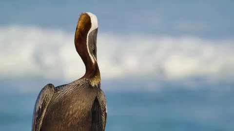 Pelican at the beach Stock Footage 272162428