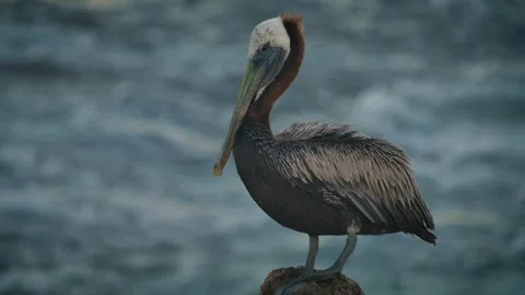 Pelican at the beach Stock Footage 272162569