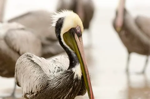 Pelican on Beach Stock Photos