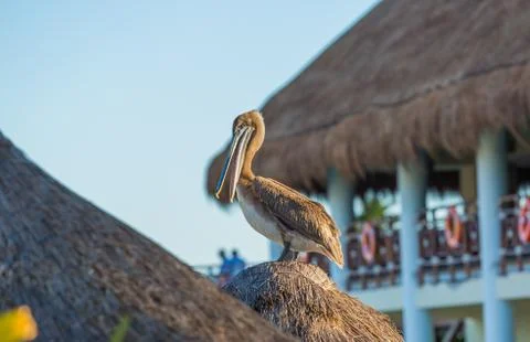 Pelican on the beach Stock Photos