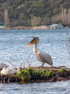 Pelican with a beak dissolved. Stock Photos