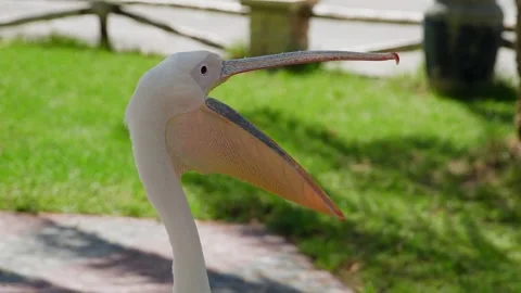 Pelican beak movement sequence, garden setting, close up shot Stock Footage 345700715