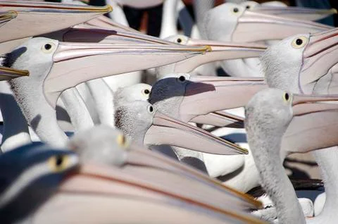 Pelican Beaks 스톡 사진