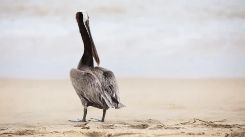 Pelican bird on the beach Stock Footage 115590208