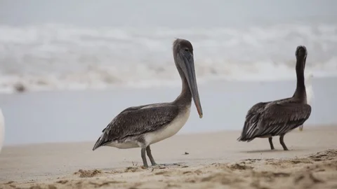 Pelican bird on the beach Stock Footage 115590501
