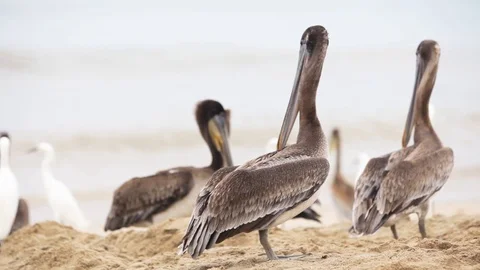 Pelican bird on the beach Stock Footage 115590918