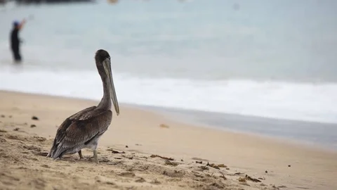 Pelican bird on the beach Stock Footage 115591101