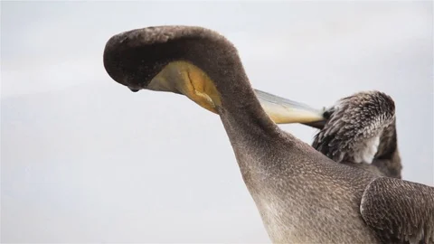 Pelican bird on the beach Stock Footage 115591575