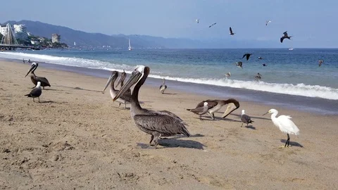 Pelican bird on the beach Stock Footage 115950356