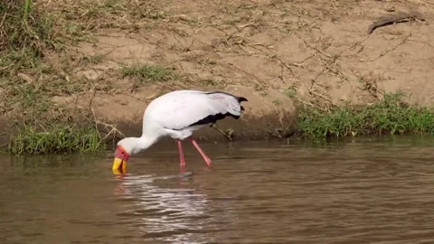 Pelican bird drinking water Stock Footage 172426844